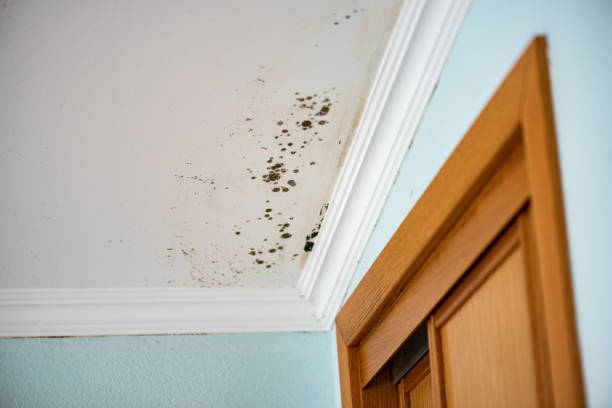 Best Mold Testing  in St Lawrence, PA