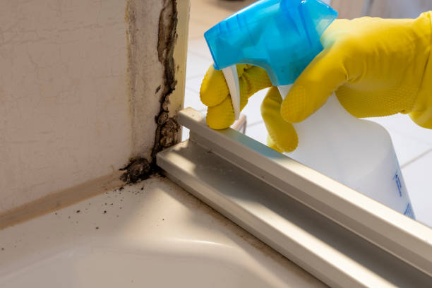 Best Toxic Mold Removal  in St Lawrence, PA
