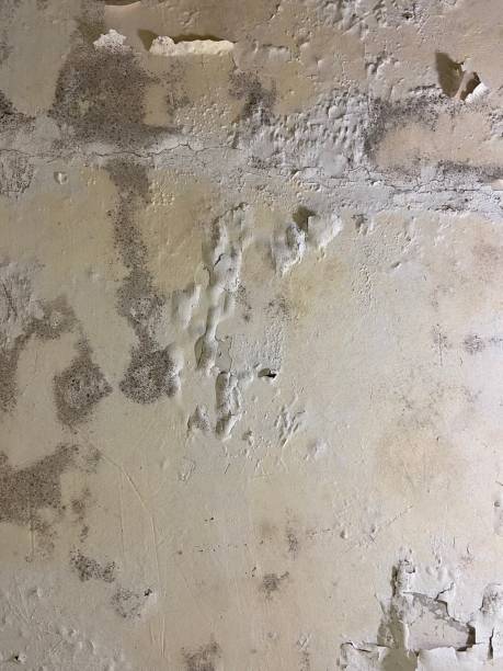 Best Black Mold Removal  in St Lawrence, PA
